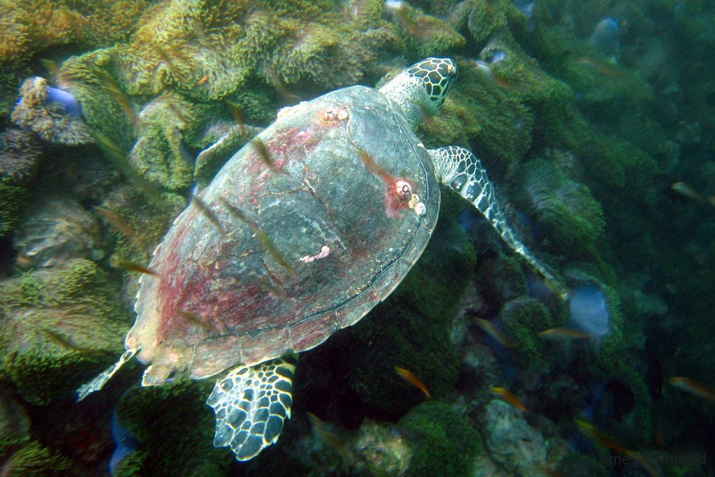 2007 - Anemone Reef(16).jpg